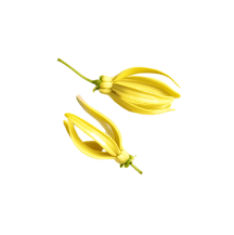 ylang ylang